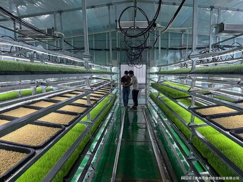 水培牧草 開啟高效、營養、健康的畜牧業優質飼料新時代