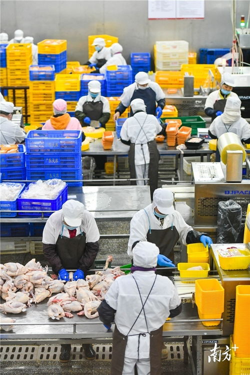 預制菜風口下的清遠機遇 發(fā)揮畜牧漁業(yè)飼料優(yōu)勢，打造粵北預制菜供應鏈高地