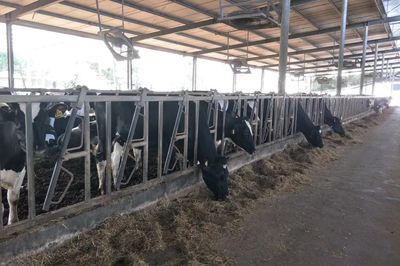 產學結合，雙向賦能 宜昌牛養殖企業調研與畜牧飼料產業發展新思考